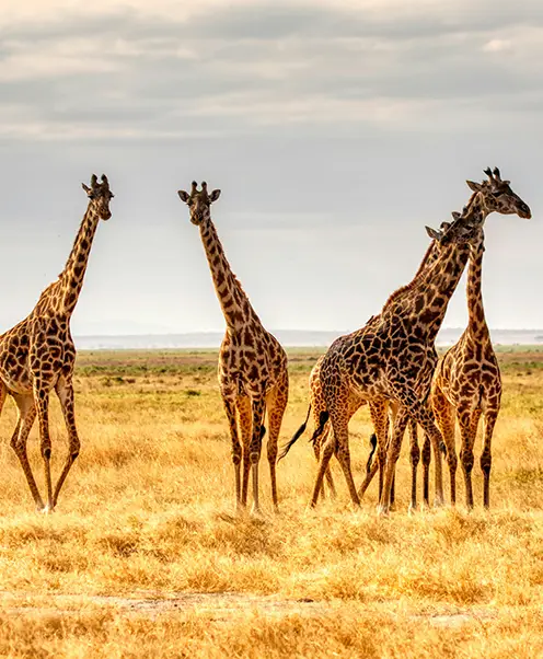 Afrika destinasyonları